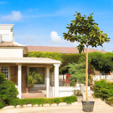 Terminalia Catappa - Indian Almond Tree